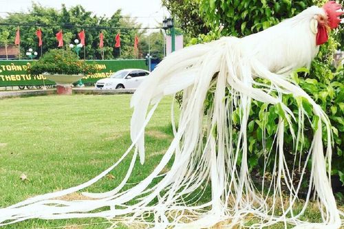 Cận cảnh giống gà 'quý tộc' đắt đỏ nhất thế giới, nhìn tả tơi nhưng giá 100 triệu đồng