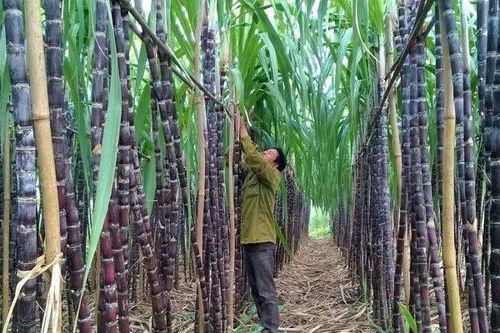 Mía đường Sơn La hoàn thành gần 90% kế hoạch lợi nhuận sau 1 quý