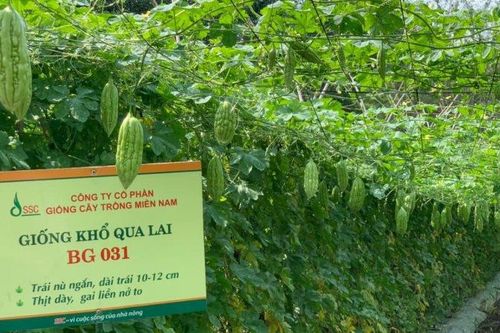 Sai phạm thuế tại Công ty Giống cây trồng Miền Nam
