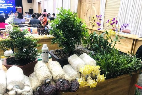 TP.HCM sẽ đưa giá trị sản xuất đất nông nghiệp đạt 1 tỷ đồng/ha