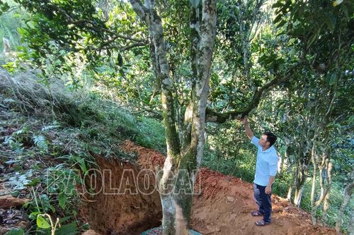 Xây dựng quy ước bảo vệ quần thể chè cổ thụ ở Tả Thàng