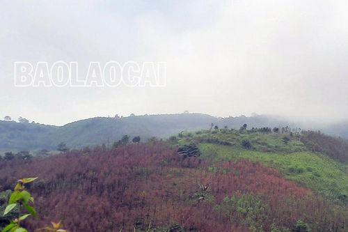 Triển khai khoanh vùng diệt trừ sâu đo hại quế tại xã Phú Nhuận