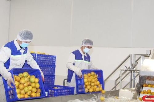 Hiệu quả các chính sách hỗ trợ chế biến các sản phẩm cây ăn quả
