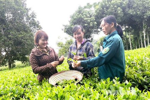Phụ nữ sáng tạo giúp nhau phát triển kinh tế