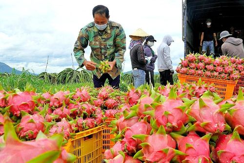 Long An: Sắp diễn ra Hội nghị Kết nối giao thương, xúc tiến xuất khẩu