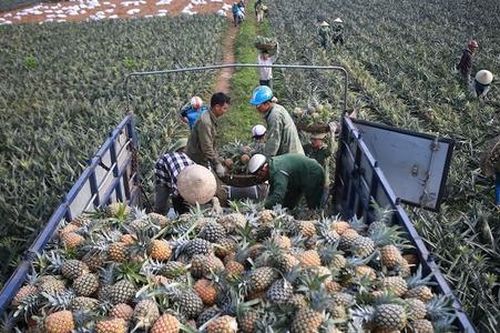 'Đòn bẩy' kinh tế hợp tác đưa Phú Hòa nâng chất nông thôn mới