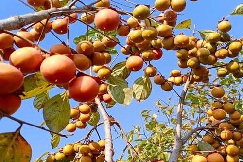 Nông dân thu trăm triệu mỗi năm nhờ trồng 'cây trời ban'