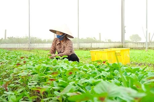 Nghệ An: Khuyến khích liên kết sản xuất tại vùng đồng bào dân tộc thiểu số và miền núi