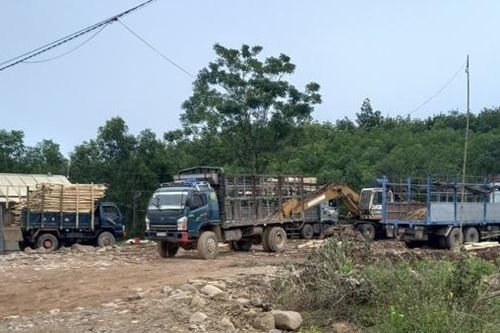Chấn chỉnh ngay hoạt động của hàng loạt trạm cân thu mua gỗ rừng trồng