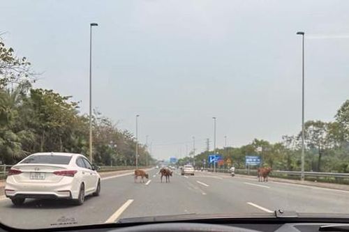 Xử phạt 1 trường hợp thả rông trâu bò trên đường Võ Nguyên Giáp