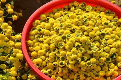 Chữa chảy nước mắt khi ra gió từ cúc hoa