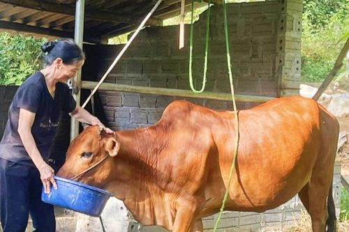 Hỗ trợ bò giống cho hộ nghèo ở Hòa Bình phát triển kinh tế