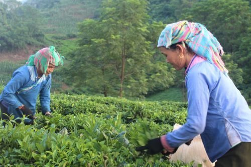 Trồng chè giúp người dân Tam Đường thoát nghèo