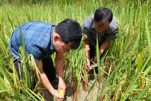 Giảm nghèo từ mô hình nuôi cá chép trong ruộng bậc thang ở Hà Giang