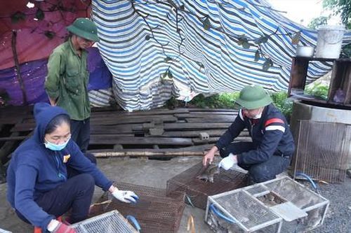 Nhộn nhịp nghề săn 'cu tý'