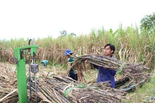 Nhà máy đường 'càng ép nhiều mía càng lỗ lớn'