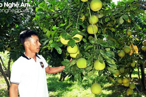 Vườn bưởi đường hàng trăm cây trĩu quả của lão nông ở Tân Kỳ