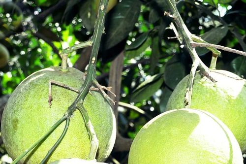 Lúc lỉu trăm gốc bưởi đường trong vườn lão nông Tân Kỳ