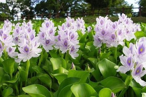 Thương nhớ lục bình