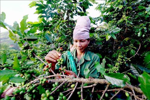 Phát triển bền vững, nâng tầm giá trị cà phê Sơn La