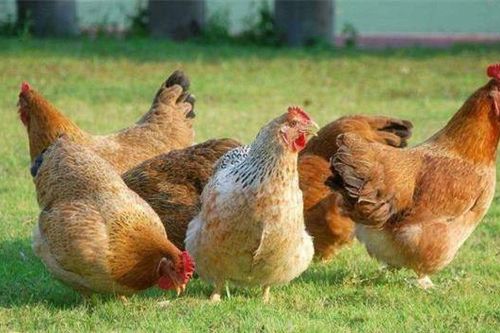 Bộ phận này của con gà bằng 'ba vị thuốc': Là 'cao thủ' bơm máu, lại bổ thận, khỏe sinh lý, tuy nhiên cần làm sạch cho đúng trước khi ăn