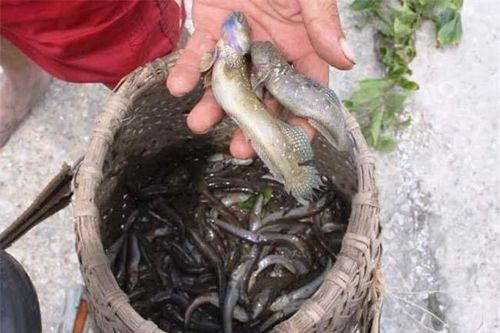 Loài cá biết leo cây và 'chạy bộ', thịt rất ngon, là đặc sản trứ danh Thanh Hóa, giá 200.000 đồng/kg