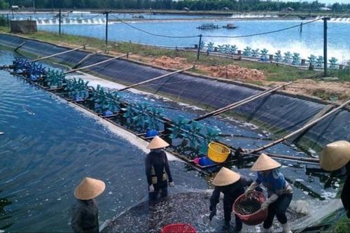 Khoa học công nghệ đã 'góp sức' cho tăng trưởng của ngành thủy sản