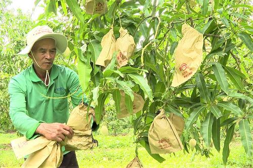 Huyện Cao Lãnh tập trung phát triển cây ăn trái chủ lực