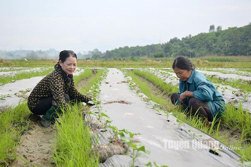 Hoàng Khai nô nức làm vụ đông