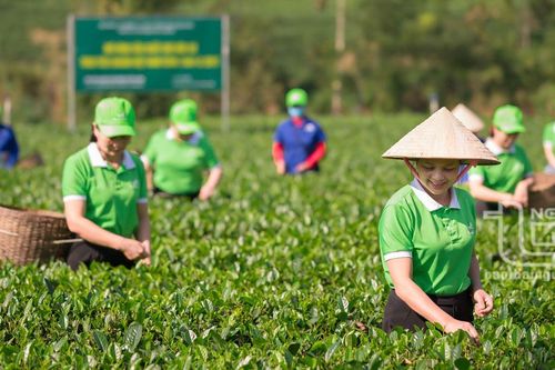 Đối thoại gỡ khó cho các doanh nghiệp, HTX nông nghiệp