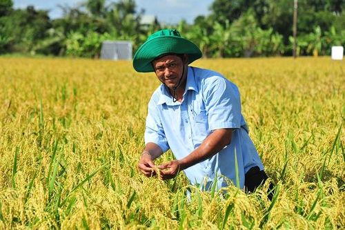 Trồng lúa thông minh cùng phân bón Đầu Trâu