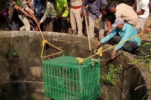 Dùng lồng sắt giải cứu con báo dưới giếng bỏ hoang