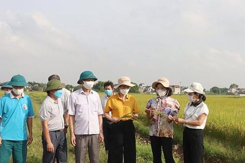 Hiệu quả kép từ trồng lúa hữu cơ