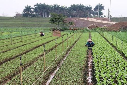 Hà Nội mở rộng vùng sản xuất rau an toàn