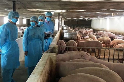 Nâng cao năng lực quản lý, kiểm soát dịch bệnh động vật