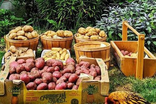 Khu vườn rau quả sạch trên đảo của người đàn ông đam mê trồng trọt