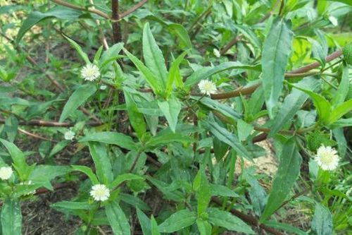 Tác dụng của cỏ mực và rủi ro khi dùng không đúng cách