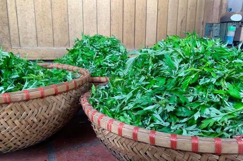 Ngải cứu - 'thần dược' trong bữa ăn người Việt