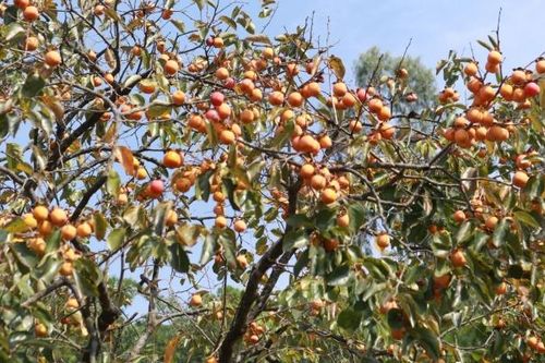 Thủ phủ hồng trăm tuổi ở xứ Nghệ vào mùa thu hoạch