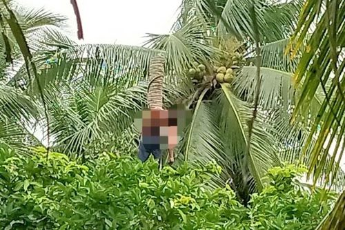 Người đàn ông tử vong khi cưa cây dừa