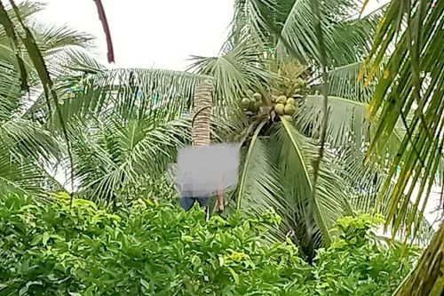 Người đàn ông tử vong treo lơ lửng trên cây dừa