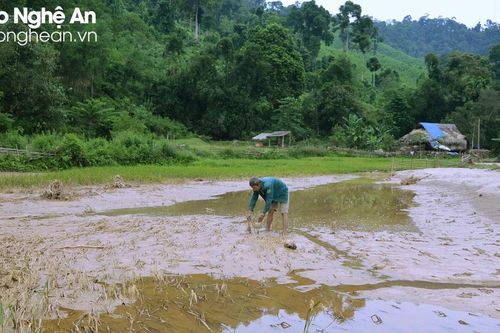Tâm lũ Quỳ Châu - gian nan khôi phục sản xuất, sinh kế dài lâu