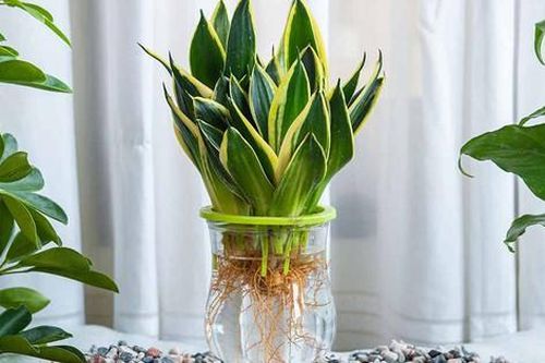 3 cách nhân giống cây lưỡi hổ đơn giản mà hiệu quả