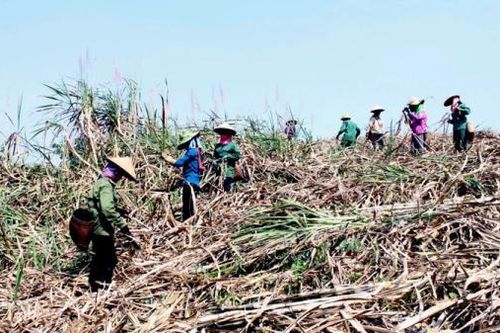 Dấu hiệu hồi phục của ngành mía đường