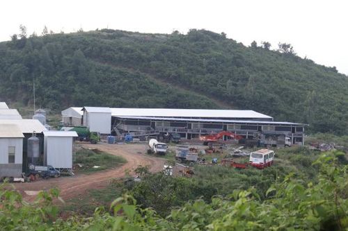 Trang trại chăn nuôi heo xây trái phép trên đất rừng ở Ninh Hòa: UBND thị xã yêu cầu xử lý dứt điểm