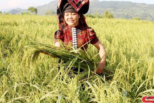 Dẻo thơm cốm Chiềng Khoang