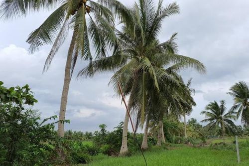 Gặp nạn lúc cưa cây dừa, nạn nhân bị treo lơ lửng trên cây