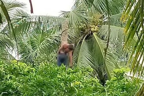 Người đàn ông bị cưa máy va trúng, tử vong trên cây dừa