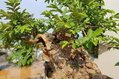 Cây ổi bonsai thế đẹp nhất Việt Nam, 300 tuổi vẫn xanh tươi, trĩu quả