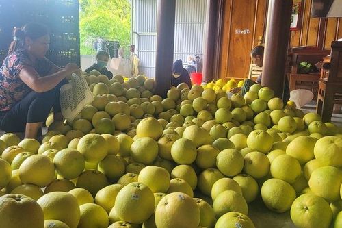 Hà Tĩnh: Đặc sản bưởi Phúc Trạch cho thu nhập gần 590 tỷ đồng